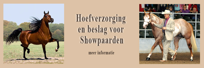 beslag voor showpaarden